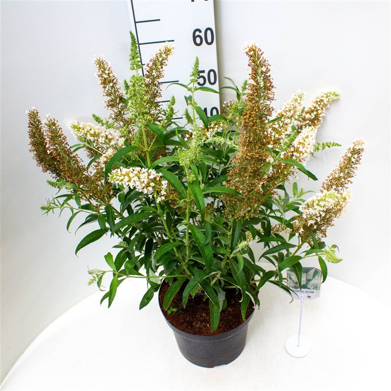 Buddleja d. 'White Profusion' - C3 40-50 CM